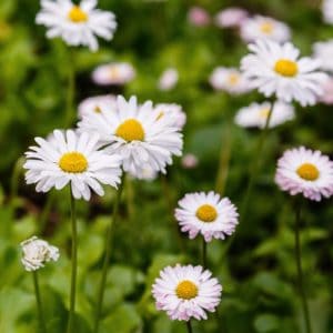 white daisies in field of grass
