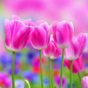 Spring flowers clearance