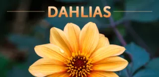 Dhalias