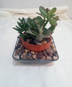 Super Succulent plant