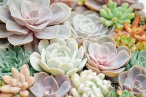 Echeveria Succulents