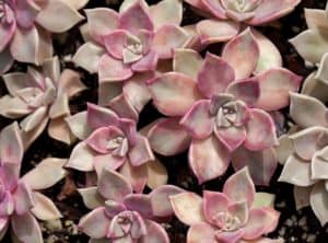 Succulent - Graptosedum