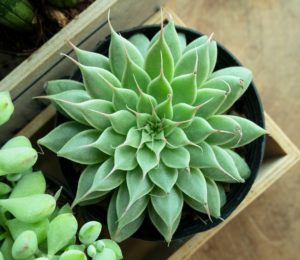 Succulent - Green Graptoveria 