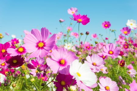 Pink Cosmos Flowers