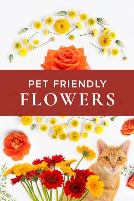 are petunia flowers safe for dogs